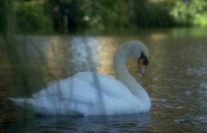 Resim